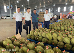 Chống thất thu thuế trong kinh doanh, mua bán sầu riêng