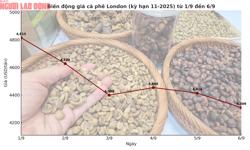 Giá cà phê hôm nay 6-9: Giảm 3 con số, tương lai thế nào?
