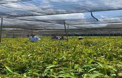 Đắk Lắk phát hiện nhiều vụ vi phạm trong sản xuất, kinh doanh cây giống