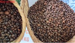 Giá cà phê hôm nay 8-9: Có tăng lại?