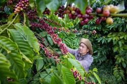 Cà phê xuất khẩu: Thiết lập kỷ lục mới