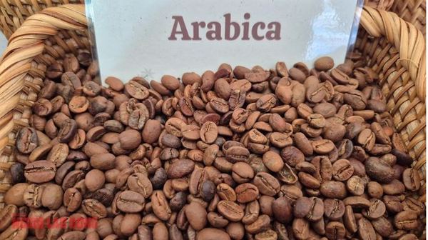 Giá cà phê hôm nay 10-1: Arabica lao dốc