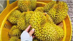 Dự báo xuất khẩu sầu riêng sang Trung Quốc 2026, liệu có vượt qua Thái Lan?