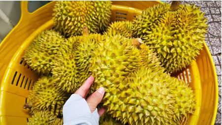 Dự báo xuất khẩu sầu riêng sang Trung Quốc 2026, liệu có vượt qua Thái Lan?