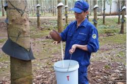 Công ty Cổ phần Cao su Đắk Lắk đạt doanh thu hơn 705 tỷ đồng