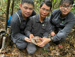 Phát hiện Rùa hộp trán vàng, thuộc danh mục rùa nguy cấp nhất toàn cầu