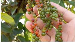 Kiểm nghiệm dư lượng thuốc BVTV toàn diện trước khi xuất khẩu sang Pháp