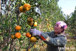 Mùa vàng trên đất Ea Wer