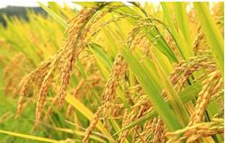 Bộ Công Thương lưu ý doanh nghiệp xuất khẩu sang Indonesia