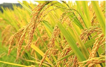 Bộ Công Thương lưu ý doanh nghiệp xuất khẩu sang Indonesia