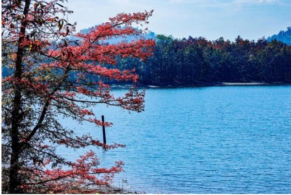 Mê mẩn với rừng khộp lớn nhất Việt Nam vào mùa thay lá