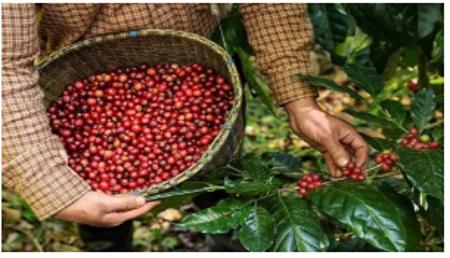 10 thị trường xuất khẩu cà phê lớn nhất của Việt Nam năm 2025