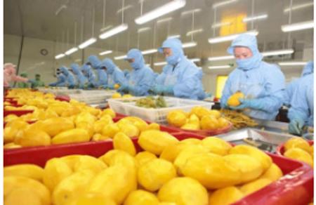 Xuất khẩu rau quả tăng trưởng ấn tượng