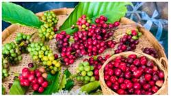 Cà phê Việt Nam và bài toán thương hiệu quốc gia