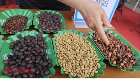 Giá cà phê hôm nay 27-1: Tăng đồng loạt, “ông trùm cà phê” lý giải