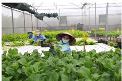 Hướng đến nông nghiệp sinh thái, hiện đại và bền vững