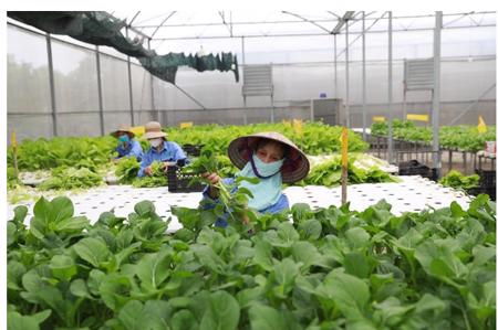 Hướng đến nông nghiệp sinh thái, hiện đại và bền vững