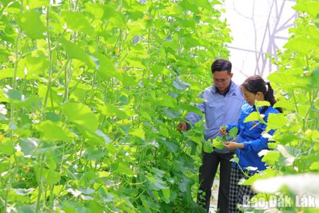 Nông dân bắt nhịp “đón” thị trường Tết