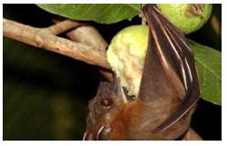 Bộ Y tế cảnh báo nguy cơ lây virus Nipah qua thực phẩm