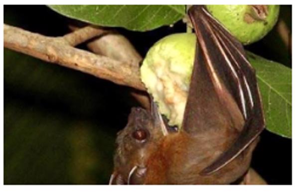 Bộ Y tế cảnh báo nguy cơ lây virus Nipah qua thực phẩm