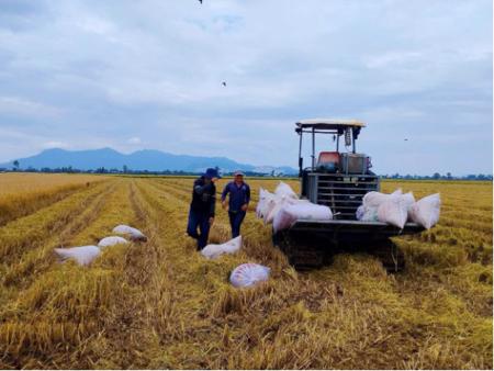 Nâng tầm gạo Việt