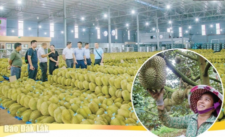 Sầu riêng Đắk Lắk và bài toán phát triển bền vững
