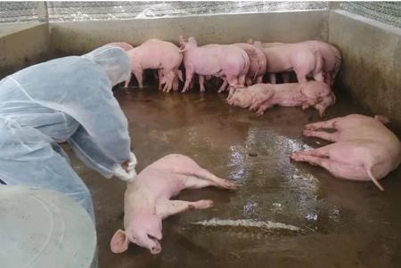 Đắk Lắk tăng cường tiêm phòng, giám sát dịch bệnh vật nuôi