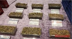 Giá cà phê hôm nay 31-1: Giảm đồng loạt, xuất khẩu khả quan