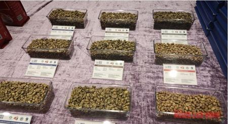 Giá cà phê hôm nay 31-1: Giảm đồng loạt, xuất khẩu khả quan