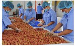 Nông sản khó thông quan theo quy định mới: Bộ Y tế đề nghị phối hợp tháo gỡ