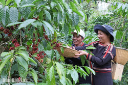 Nông nghiệp khẳng định vị thế trụ cột cho nền kinh tế