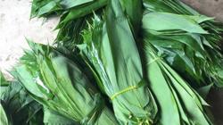 Những loại lá "độc lạ" ở Việt Nam xuất khẩu thu về triệu USD