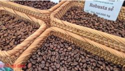 Giá cà phê hôm nay 7-1: Bật tăng, lấy lại mốc quan trọng