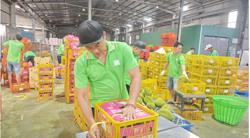 Việt Nam sắp dẫn đầu về xuất khẩu sầu riêng