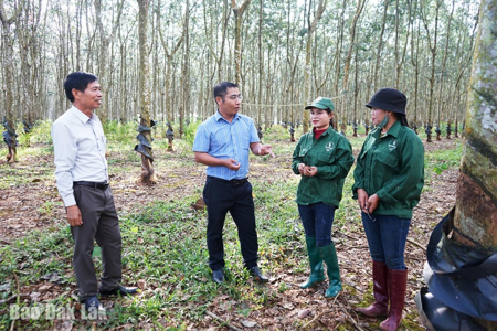 Vất vả nghề cạo mủ cao su