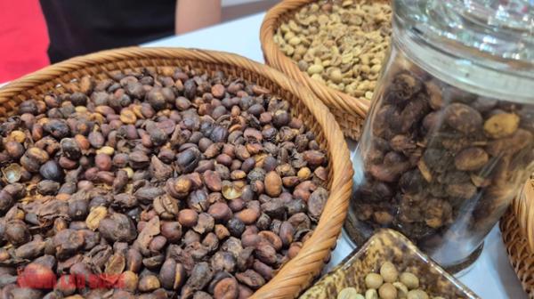 Giá cà phê hôm nay 8-1: Robusta giảm, Việt Nam bùng nổ xuất khẩu