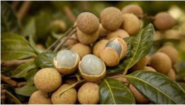 Việt Nam có thêm 5 di sản văn hóa phi vật thể quốc gia