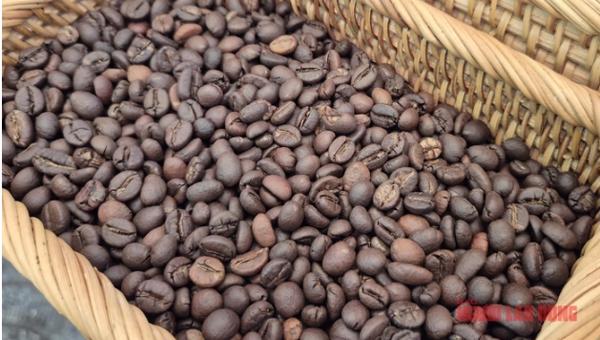 Giá cà phê hôm nay 9-1: Đồng loạt giảm