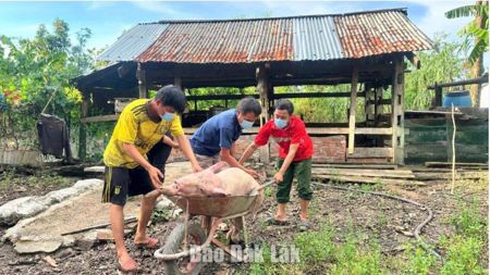 Xã Ea Rốk tiêu hủy lợn bệnh