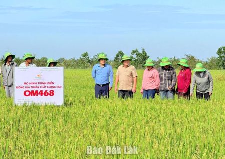 Lúa OM468 đạt năng suất gần 7 tấn/ha trên ruộng đồng xã Ia Lốp