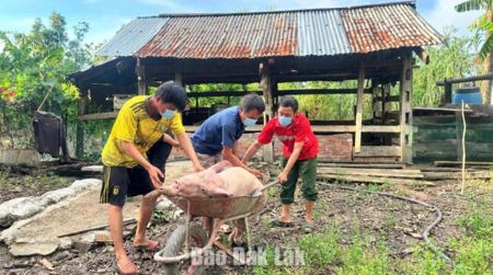 Xã Ea Rốk tiêu hủy lợn bệnh