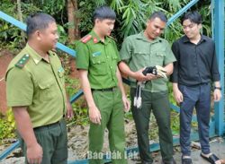 Thả cá thể chim cao cát bụng trắng về môi trường rừng tự nhiên