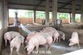 Tăng cường quản lý bảo vệ môi trường trong hoạt động chăn nuôi