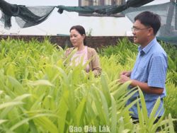 Phát triển kinh tế từ cây cau