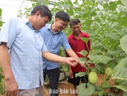 Trồng dưa lưới trong nhà màng hướng sản xuất mới trên đồng đất Ea Riêng