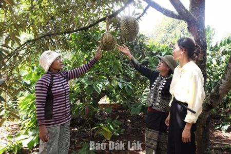 Hiệu quả giảm nghèo ở Ea Phê