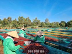 Hướng tới thủ phủ cà phê toàn cầu