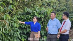 Agribank Chi nhánh Đắk Lắk: Tiếp sức cho chiến lược tái canh cà phê