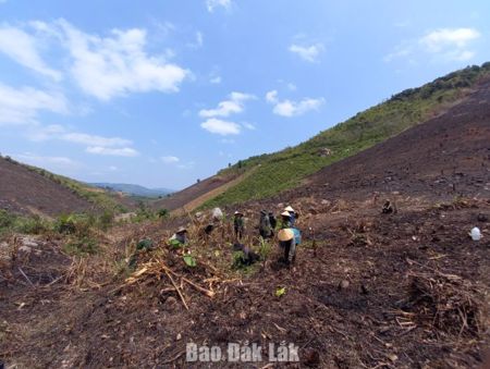 Đắk Lắk đặt mục tiêu đến quý 3/2028 thu hồi toàn bộ đất lâm nghiệp bị lấn, chiếm