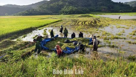 Lực lượng vũ trang xã Dur Kmăl thu hoạch lúa giúp dân vùng ngập